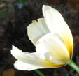 Tulipa 'Concerto'